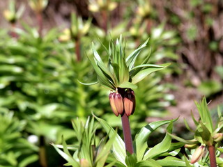 Geschlossene Blüte an Kaiserkrone