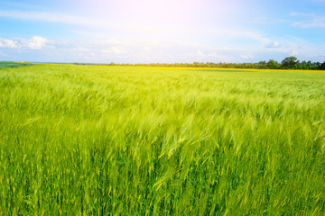 landscape of barley field in early summer