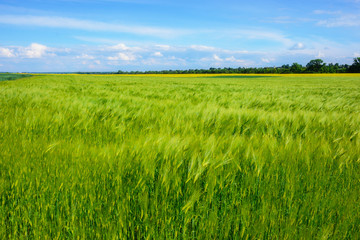 Obraz na płótnie Canvas landscape of barley field in early summer