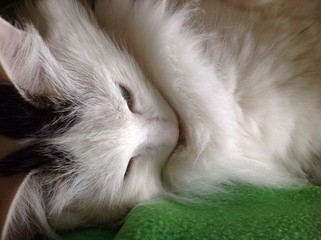 белая кошка