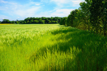Obraz premium landscape of barley field in early summer
