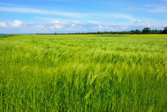 landscape of barley field in early summer