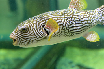 Reticulated pufferfish (Arothron reticularis) in Japan © feathercollector