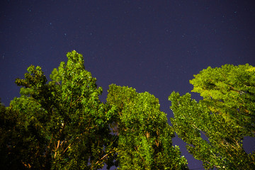 Blue dark night sky with many stars above field of trees.