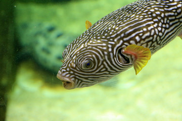 Reticulated pufferfish (Arothron reticularis) in Japan © feathercollector