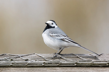 wagtail on the grass