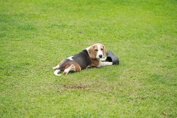 strong purebred beagle dog in action, strong male silver tri color beagle dog 