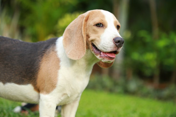 strong purebred beagle dog in action, strong male silver tri color beagle dog 