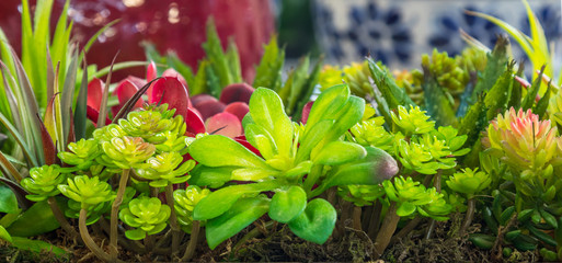 Plantas de plástico.