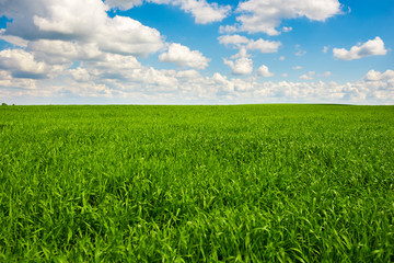 Fototapeta premium Green grass and blue sky with white clouds
