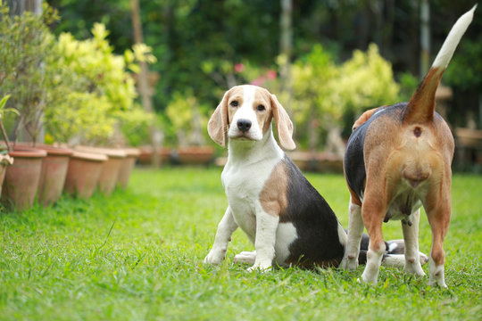 strong purebred beagle dog in action, strong male silver tri color beagle dog 
