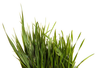 Fototapeta na wymiar A bunch of green grass. Isolated on white background