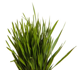 A bunch of green grass. Isolated on white background