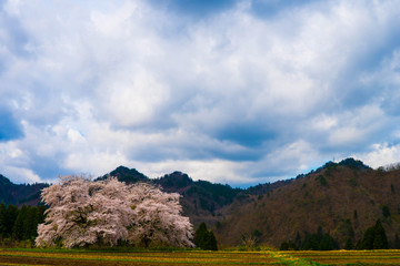 Fototapeta premium 黒岩の夫婦桜