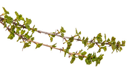Branches of gooseberry with young green leaves. Isolated on white background