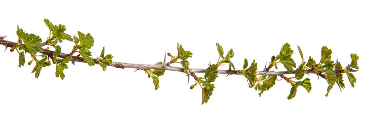 Branches of gooseberry with young green leaves. Isolated on white background