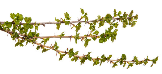 Branches of gooseberry with young green leaves. Isolated on white background