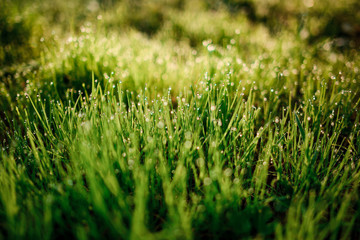Fototapeta premium Fresh morning dew on spring grass, natural background - close up