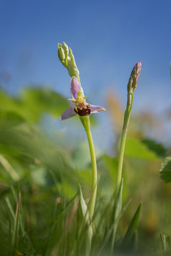Bienen Ragwurz, ophrys apifera