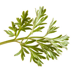 green leaf. Isolated on white background