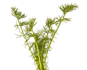 A small bush of chamomile with green stems. Isolated on white background