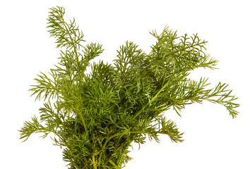 A small bush of chamomile with green stems. Isolated on white background