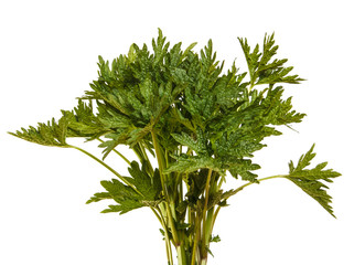 A bunch of grass. Isolated on white background