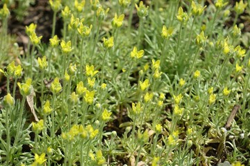 Close up of yellow flowers of Ceratocephala testiculata