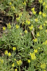 Close up of yellow flowers of curveseed butterwort