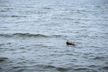 Two black headed gull standing on stones in the water and reflec