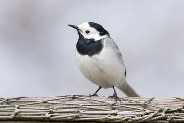 wagtail on the grass