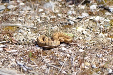 Vipère aspic (Vipera aspis)