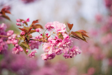 japanese cherry blossoms 