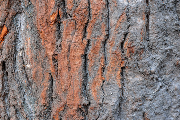 beautiful natural texture of bark wood plank use as nature wooden textured