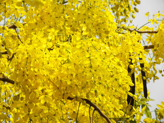 cassia fistula flower tree plant nature background