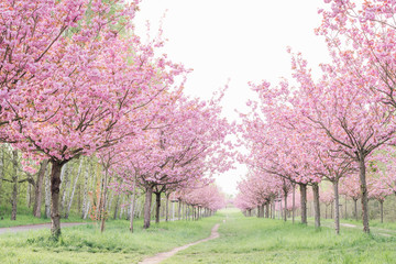japanese cherry blossoms 