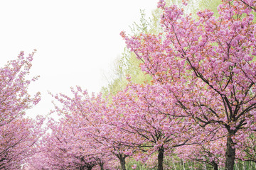 Fototapeta premium japanese cherry blossoms 
