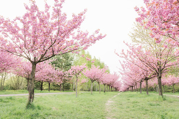 japanese cherry blossoms 