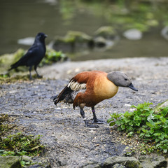 Beautiful portrait of South African Shelduck bird Tadorna Cana on water in Spring
