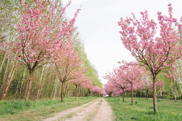 Fototapeta premium japanese cherry blossoms 