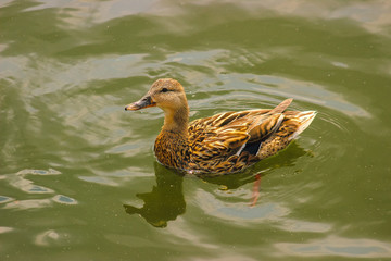 Ducks hunt for fish between lily