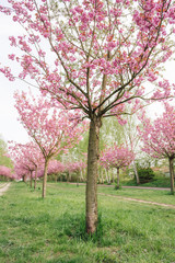 japanese cherry blossoms 