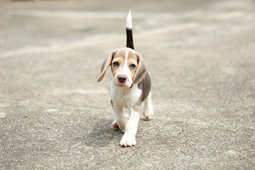 strong purebred silver tri color beagle puppy in action, 2 months cute male beagle puppy