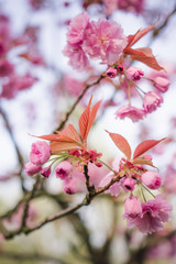 japanese cherry blossoms 