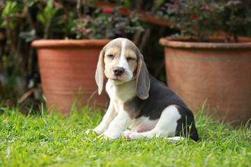 strong purebred silver tri color beagle puppy in action, 2 months cute male beagle puppy