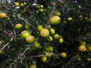 fruits de l'arganier