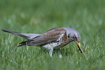 Fieldfare (Turdus pilaris)