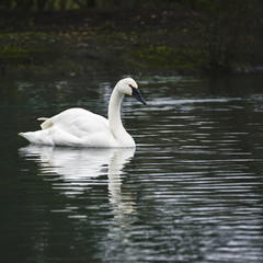 eautiful portrait of Trumpeter Swan Cygnus Buccinator on water in Spring