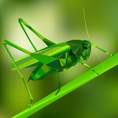 Grasshopper in the grass