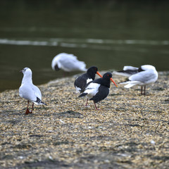 Pair of Oystercatchers Haematopus Ostralegus on gravel island surrounded by gulls in Spring